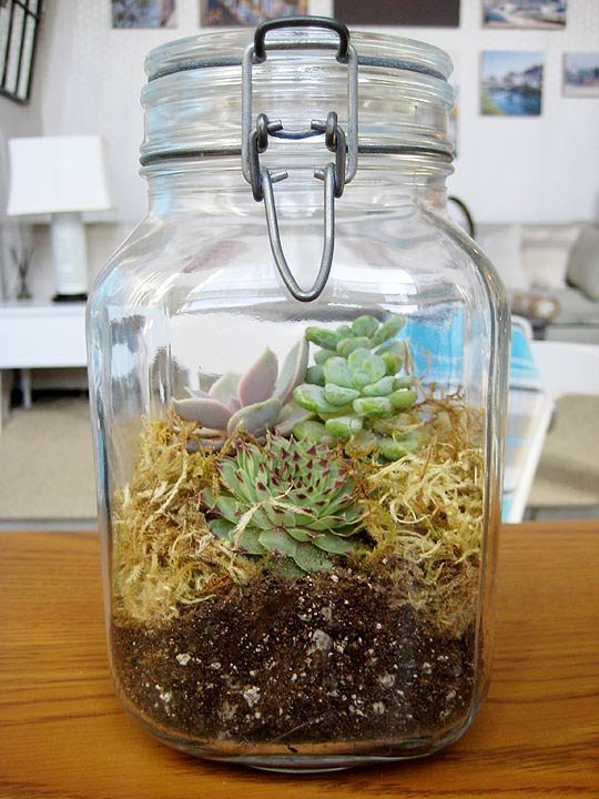 Why not have a go at creating your own terrarium to grow a miniature garden in your own home. They're easy, can use an recyclable glass vessel, look fantastic and dont take up much space at all!